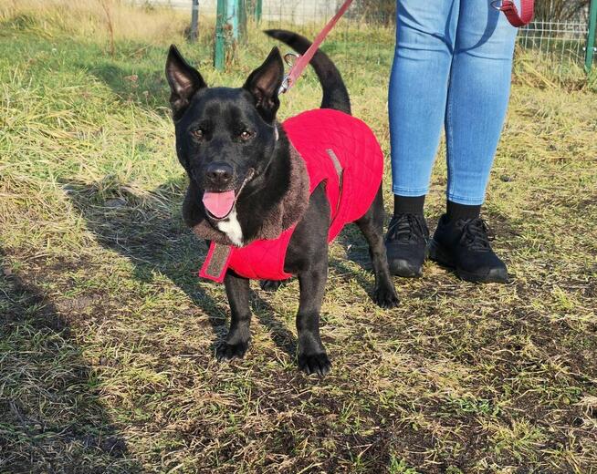 Uroczy niezwykły psiak Doniu