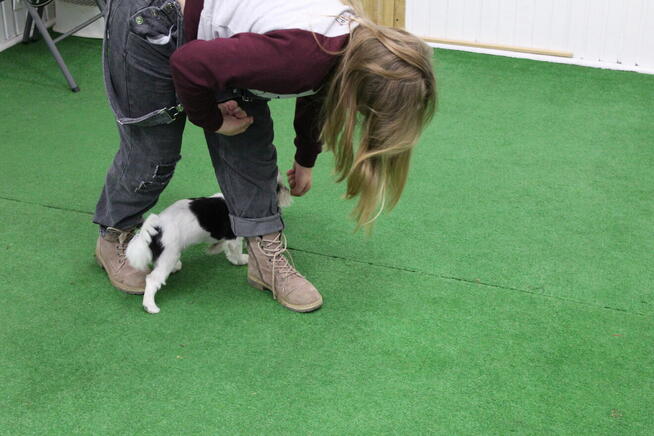 ASDOG - Centrum Szkolenia Psów - Krosno i okolice