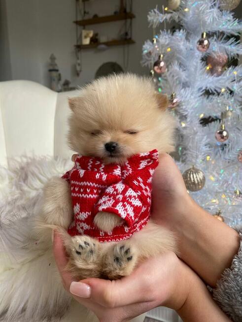 Szpic Miniaturowy XXS pomeranian na sprzedaż