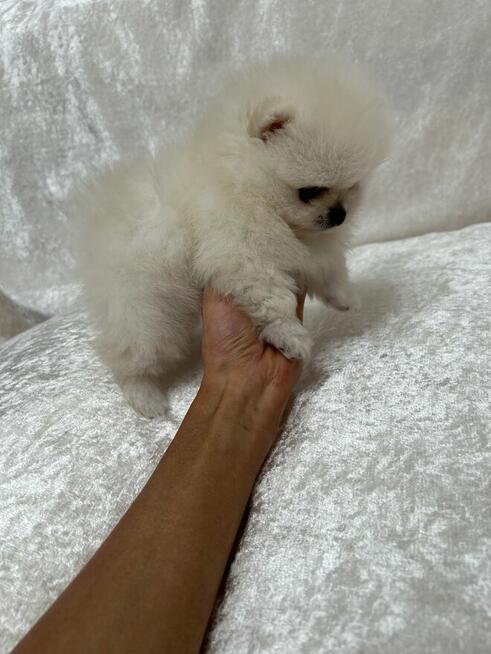 Szpic Miniaturowy XXS pomeranian na sprzedaż