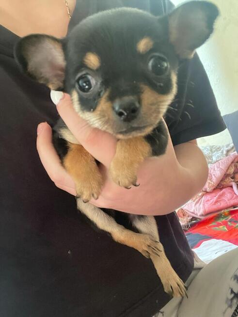 Chiuhuaua krotkowlosa