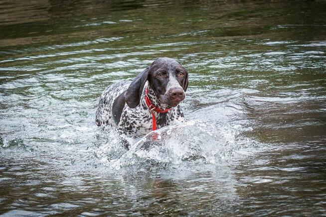 ASDOG - Centrum Szkolenia Psów - Krosno i okolice