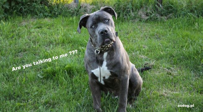 Terapia Behawioralna Psów ASDOG -Krosno i okolice