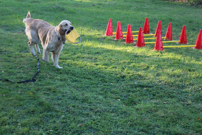 ASDOG - Centrum Szkolenia Psów - Krosno i okolice