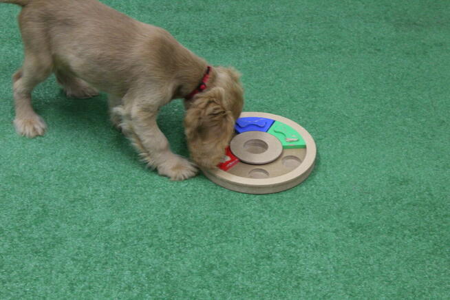 ASDOG - Centrum Szkolenia Psów - Krosno i okolice