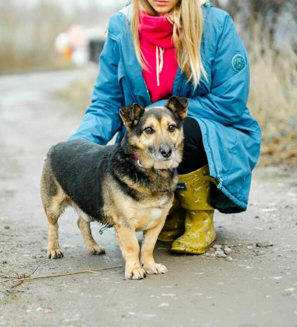 Nieduży Charlie - wesoły, kontaktowy psiak!