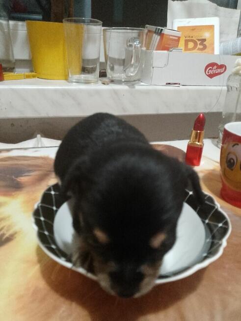 Chiuhuaua krotkowlosa