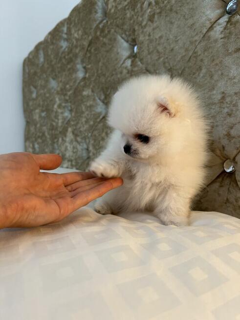 Szpic Miniaturowy XXS pomeranian na sprzedaż