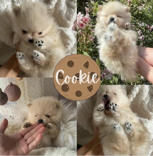 Szpic Miniaturowy XXS pomeranian na sprzedaż