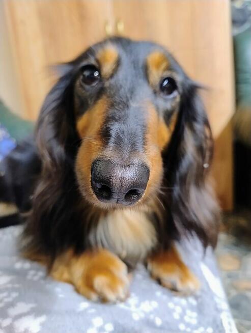 Szkolenie psów psie przedszkole