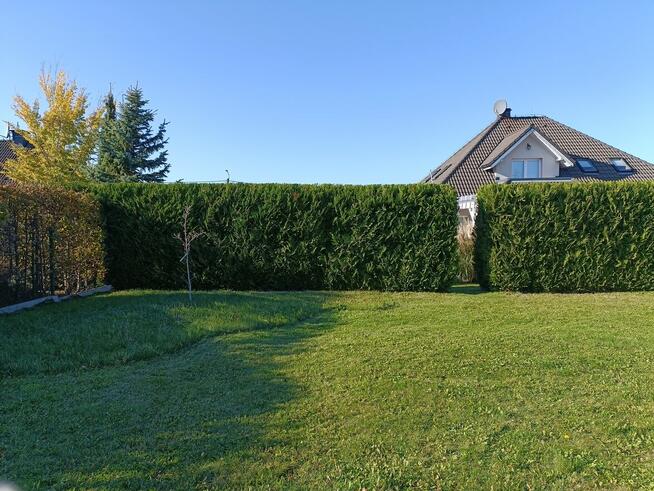 wycinka i pielęgnacja drzew oraz prace ogrodnicze