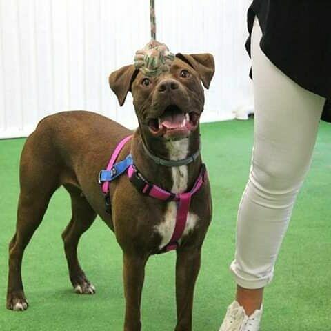 Terapia Behawioralna Psów ASDOG -Krosno i okolice