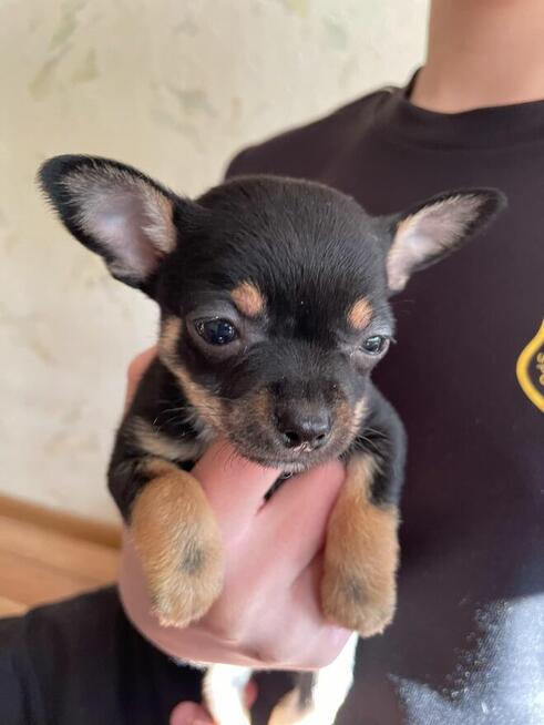 Chiuhuaua krotkowlosa