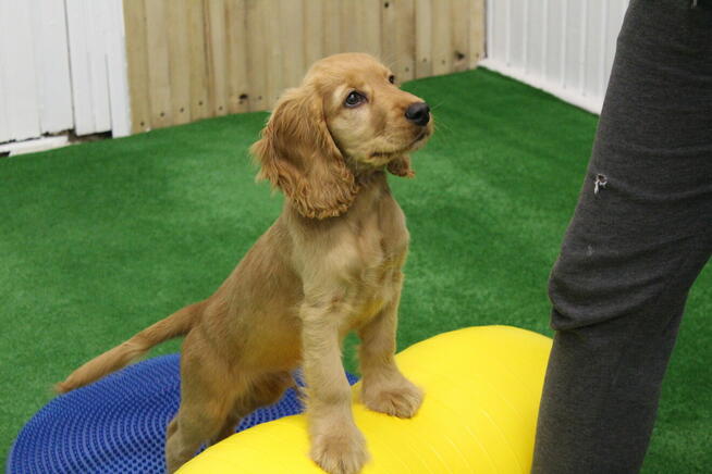 ASDOG - Centrum Szkolenia Psów - Krosno i okolice