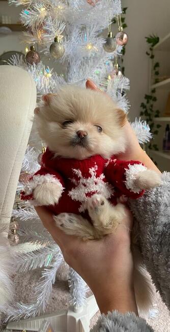 Szpic Miniaturowy XXS pomeranian na sprzedaż