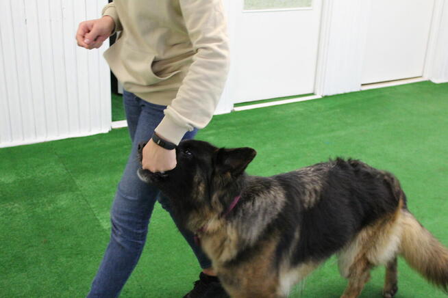 ASDOG - Centrum Szkolenia Psów - Krosno i okolice