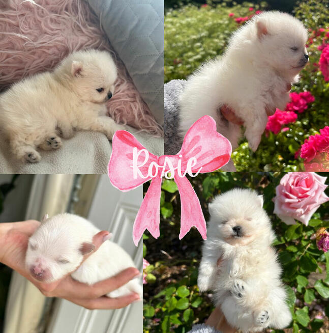 Szpic Miniaturowy XXS pomeranian na sprzedaż