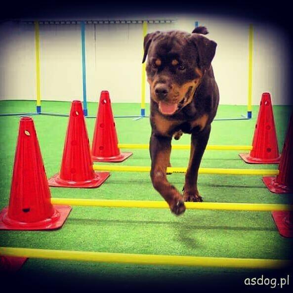 Terapia Behawioralna Psów ASDOG -Krosno i okolice