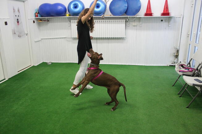 Terapia Behawioralna Psów ASDOG -Krosno i okolice