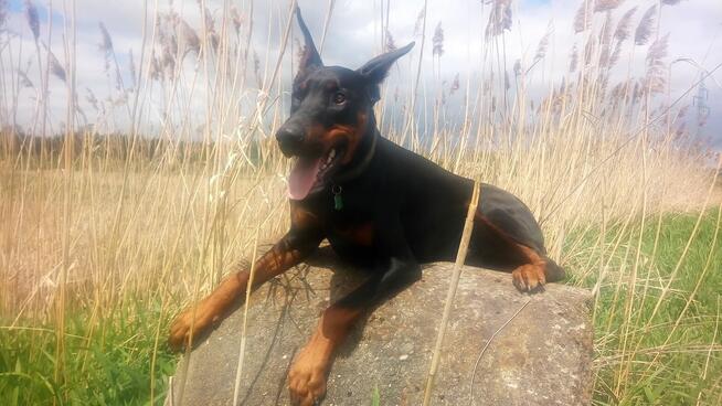 Terapia Behawioralna Psów ASDOG -Krosno i okolice