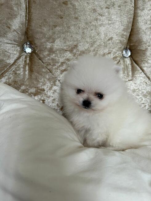 Szpic Miniaturowy XXS pomeranian na sprzedaż