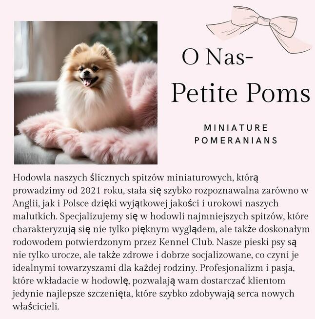 Szpic Miniaturowy XXS pomeranian na sprzedaż