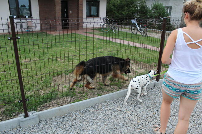 Terapia Behawioralna Psów ASDOG -Krosno i okolice