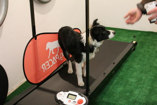 ASDOG - Centrum Szkolenia Psów - Krosno i okolice