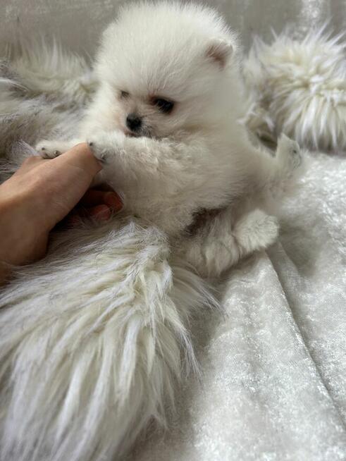 Szpic Miniaturowy XXS pomeranian na sprzedaż