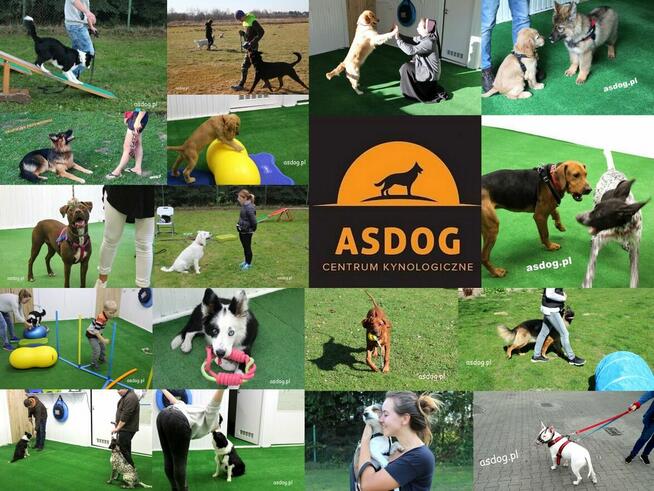 ASDOG - Centrum Szkolenia Psów - Krosno i okolice