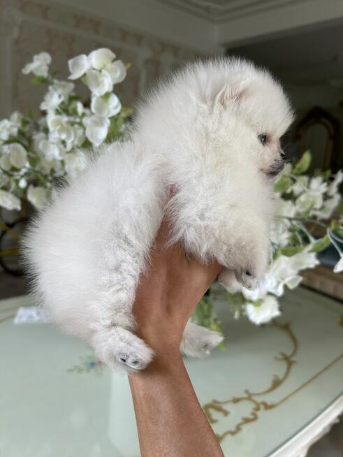 Szpic Miniaturowy XXS pomeranian na sprzedaż