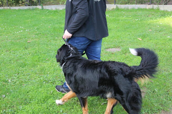 Terapia Behawioralna Psów ASDOG -Krosno i okolice