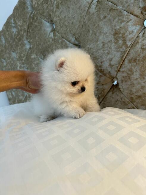 Szpic Miniaturowy XXS pomeranian na sprzedaż