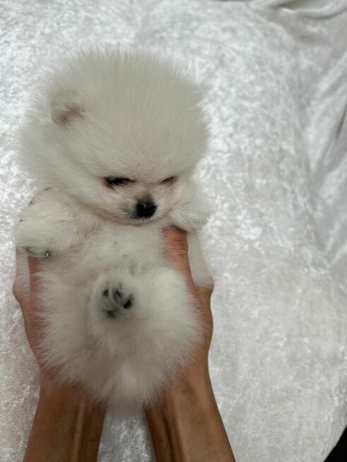 Szpic Miniaturowy XXS pomeranian na sprzedaż