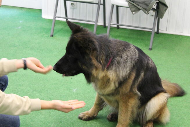 ASDOG - Centrum Szkolenia Psów - Krosno i okolice
