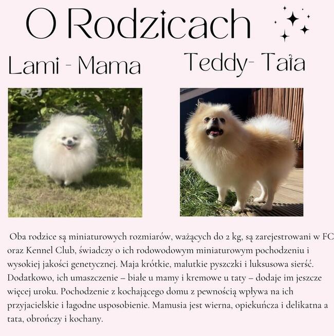 Szpic Miniaturowy XXS pomeranian na sprzedaż