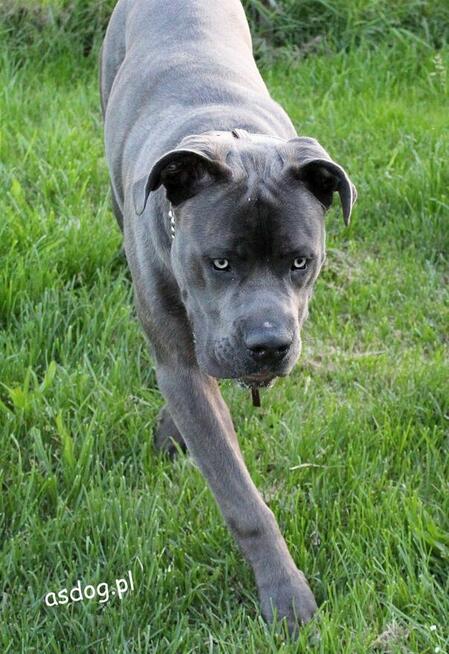 Terapia Behawioralna Psów ASDOG -Krosno i okolice