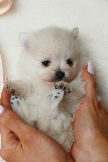 Szpic Miniaturowy XXS pomeranian na sprzedaż