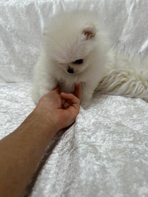 Szpic Miniaturowy XXS pomeranian na sprzedaż