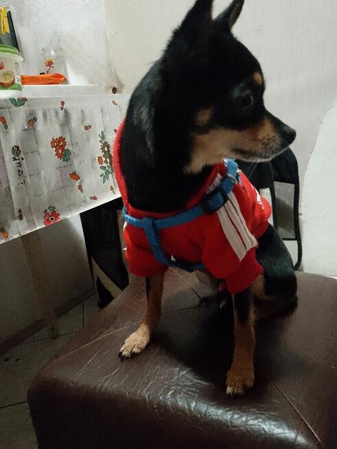 Chiuhuaua krotkowlosa