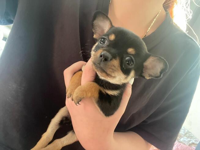 Chiuhuaua krotkowlosa