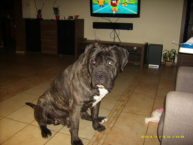 Terapia Behawioralna Psów ASDOG -Krosno i okolice