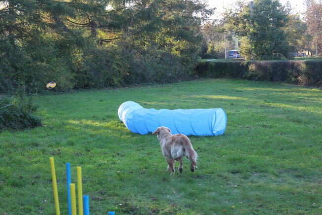 ASDOG - Centrum Szkolenia Psów - Krosno i okolice