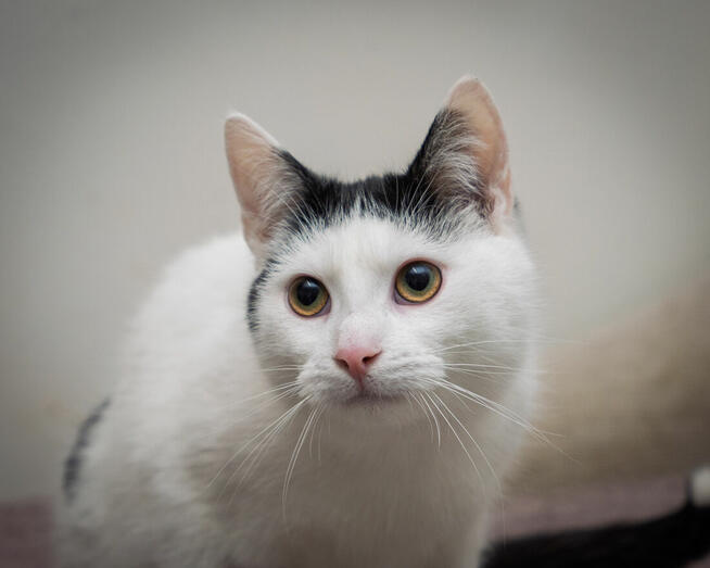 KUKUŁEK - wesoły, towarzyski, uroczy kotek szuka domu