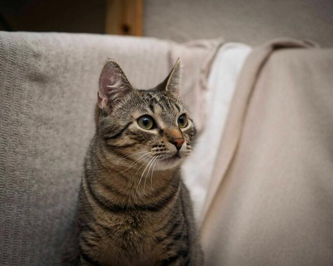 Uroczy kotek ANCYMON szuka kochającego opiekuna/Poznań