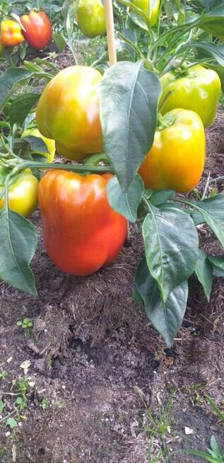 Pomidor ogorek rosyjskie odmiany odporne na zaraze