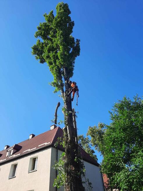 Wycinka pielęgnacja drzew metoda alpinistycznej