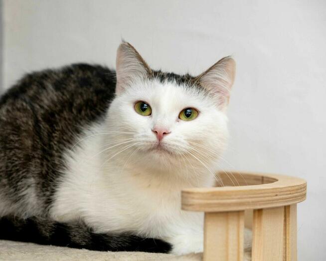 JACUSIA - delikatna koteczka szuka kochającego domu