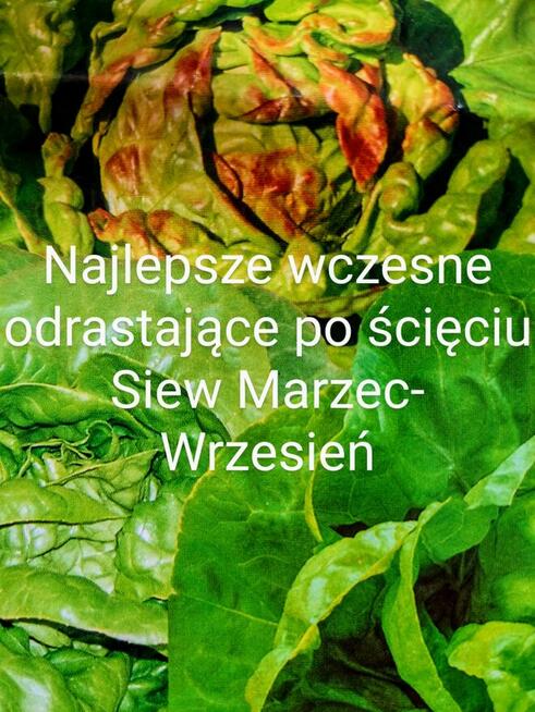 Pomidor ogorek rosyjskie odmiany odporne na zaraze