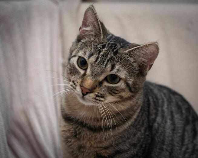 Uroczy kotek ANCYMON szuka kochającego opiekuna/Poznań